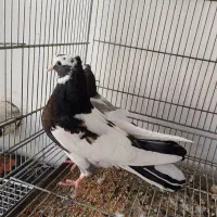 کبوتر تهرانی گم کردم