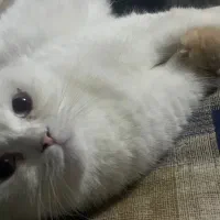 گربه های اسکاتیش بریتیش|گربه|ری, دولتآباد|دیوار