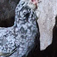 مرغ خروس گلین|حیوانات مزرعه|تهران, شهرک ابوذر|دیوار