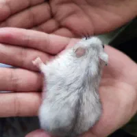 همستر مینیاتوری|موش و خرگوش|شیراز, شریف‌آباد|دیوار