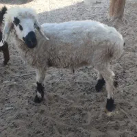 بره چاق و چلبک