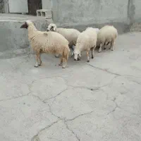 بره ماده گوسفند میش