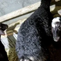 قوچ|حیوانات مزرعه|صوفیان, |دیوار