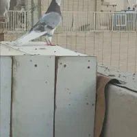 فروش کل بوم