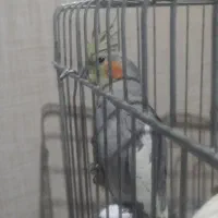 عروس هلندی|پرنده|شهریار, شهریار|دیوار