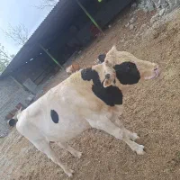 گوساله چاق 13 ماهه کیلویی 545