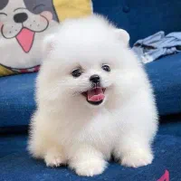 توله های جذاب