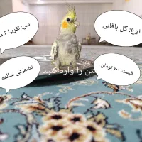 عروس هلندی
