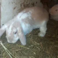 خرگوش گوگولی|موش و خرگوش|رشت, جانبازان|دیوار