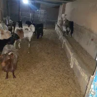 تعدادی بز پاکستانی وبز شهرکردی ودورگ|حیوانات مزرعه|شاهینشهر, مورچه خورت|دیوار