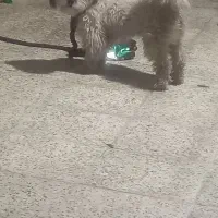سگ تمیز شناسنامه داره شیزو اسم هستش با ادب