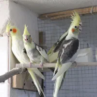 عروس هلندی