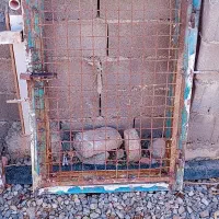 سالم و محکم بدون پوسیدگی