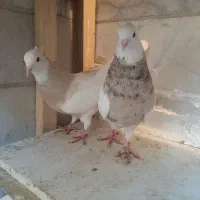 کبوتر یا کفتر|پرنده|شیراز, کوزه گری|دیوار