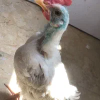 نیمچه  خروس ماشینی۴ ماهه