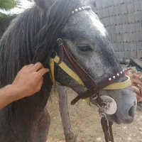 اسب نیله|اسب و تجهیزات اسب‌سواری|شبانکاره, |دیوار