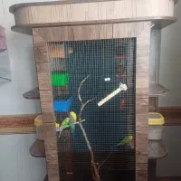 قفس و پرندگان زینتی