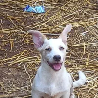 فروش سگ پاکوتاه فوری