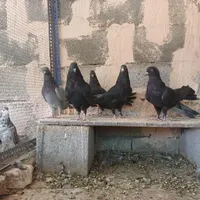 اصفهانی. مفلق. پر|پرنده|شاهین‌شهر, مورچه خورت|دیوار