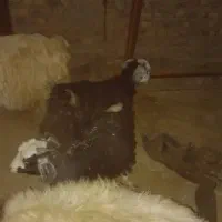 دو عدد بزغاله کوچک ماده|حیوانات مزرعه|بیرجند, |دیوار