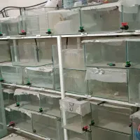 آکواریوم دست ساز ۶ میل