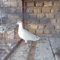 کبوتر