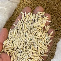 جو بذر شیش پر