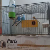 یه جفت مرغ عشق خوشگل جوون اماده تخم گزاری