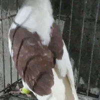 کفترصیدوجفتگاه|پرنده|مشهد, امام خمینی|دیوار