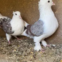 کبوتر کفتر|پرنده|شیراز, گل سرخ|دیوار