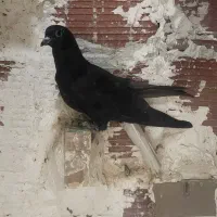 کبوتر طوقی دم سفید