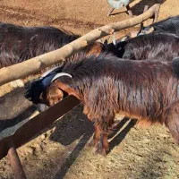 فروش کهره و بره|حیوانات مزرعه|شیراز, شهرک والفجر|دیوار