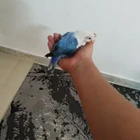 کوتوله بریزیلی|پرنده|مشهد, امیریه|دیوار