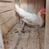 خروس جوان