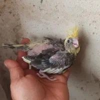 فنج مصری،طوطی برزیلی ،جوجه عروس هلندی