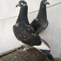 جوجه پلاکی هیچ پره