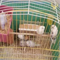 مرغ عشق با 4 جوجه 1 ماهه