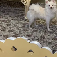 فروش سگ نژاد دار پا کوتاه|سگ|تنکابن, |دیوار