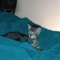 واکذاری بچه گربه