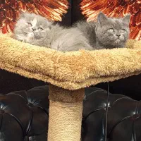 بچه گربه اسکاتیش بلو|گربه|تهران, تهرانسر مرکزی|دیوار