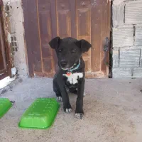 سگ میکس|سگ|شاهین‌شهر, ۹ دی|دیوار