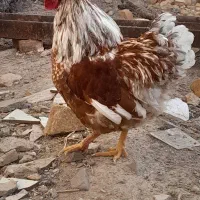 خروس ویاندوت امریکایی