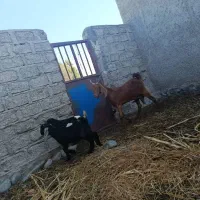 فروش فوری دو عدد بز محلی به همراه سه بزغاله