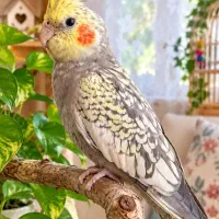 عروس هلندی سخنگو