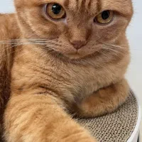 واگذاری گربه بیریتیش نر ۱/۵ ساله