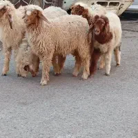 بره