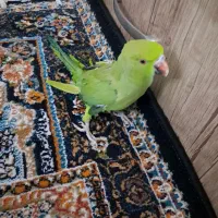 طوطی ملنگو با قفس