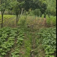 لاهیجان دو خواب ویلا باغ سند تک برگ|فروش خانه و ویلا|لاهیجان, بوجایه|دیوار