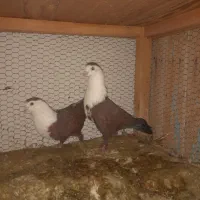 کفتر کربلایی