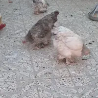 مرغ و خروس برهما لایت